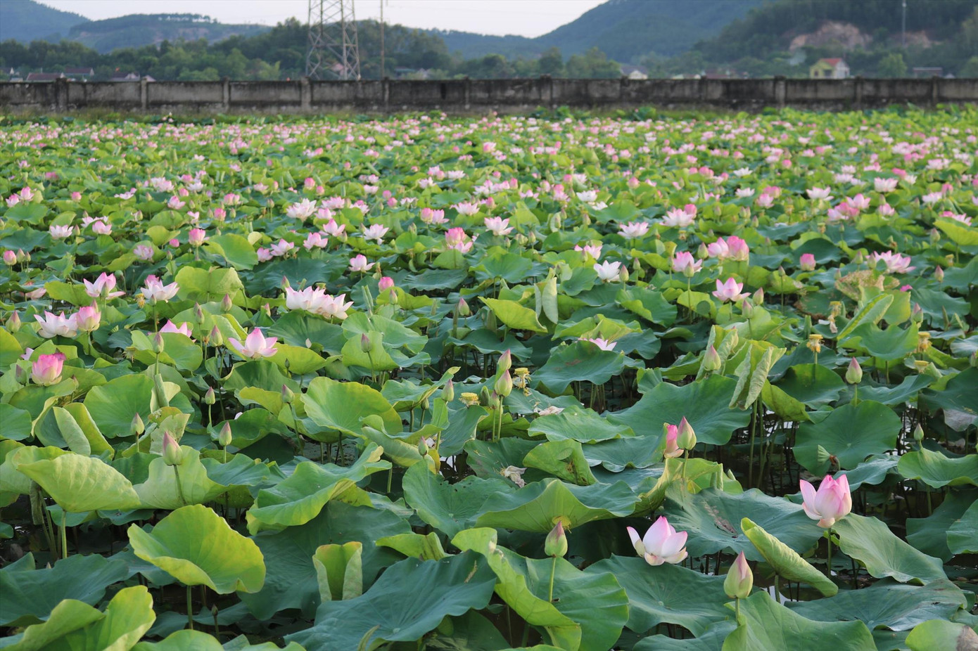 Đầm sen nở rộ, tỏa ngát hương thơm ở xã Kim Liên, huyện Nam Đàn, Nghệ An. Đầm sen nở rộ, tỏa ngát hương thơm ở xã Kim Liên, huyện Nam Đàn, Nghệ An.