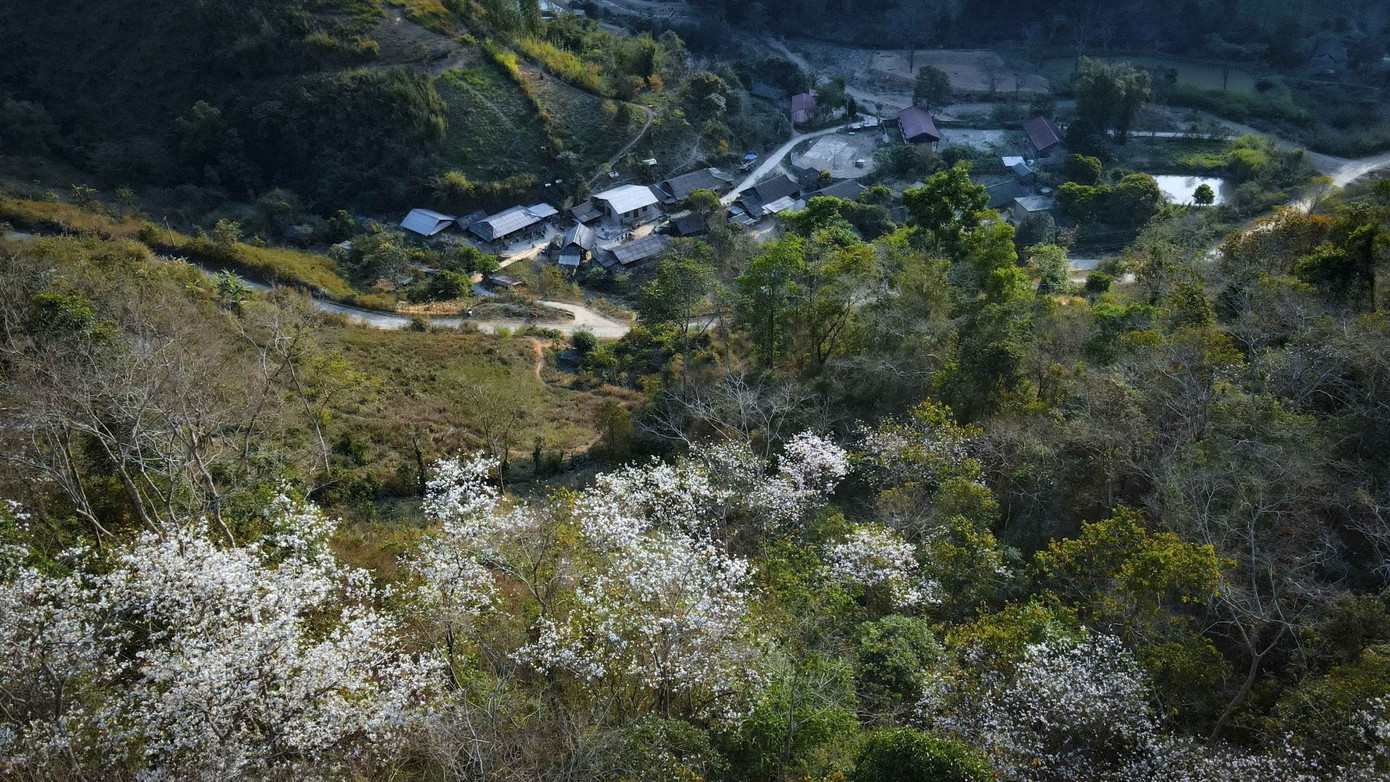 Hoa Ban nở trên những cánh rừng huyện Điện Biên Ảnh: Xuân Tư Hoa Ban nở trên những cánh rừng huyện Điện Biên Ảnh: Xuân Tư