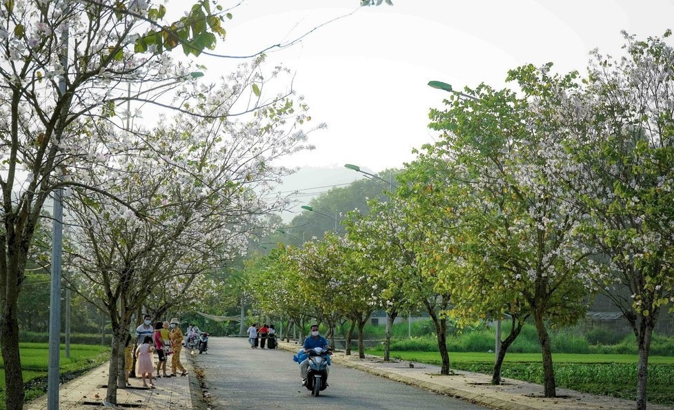 Đường phố ở Điện Biên Phủ bừng sắc trắng hoa Ban Ảnh: Xuân Tư Đường phố ở Điện Biên Phủ bừng sắc trắng hoa Ban Ảnh: Xuân Tư