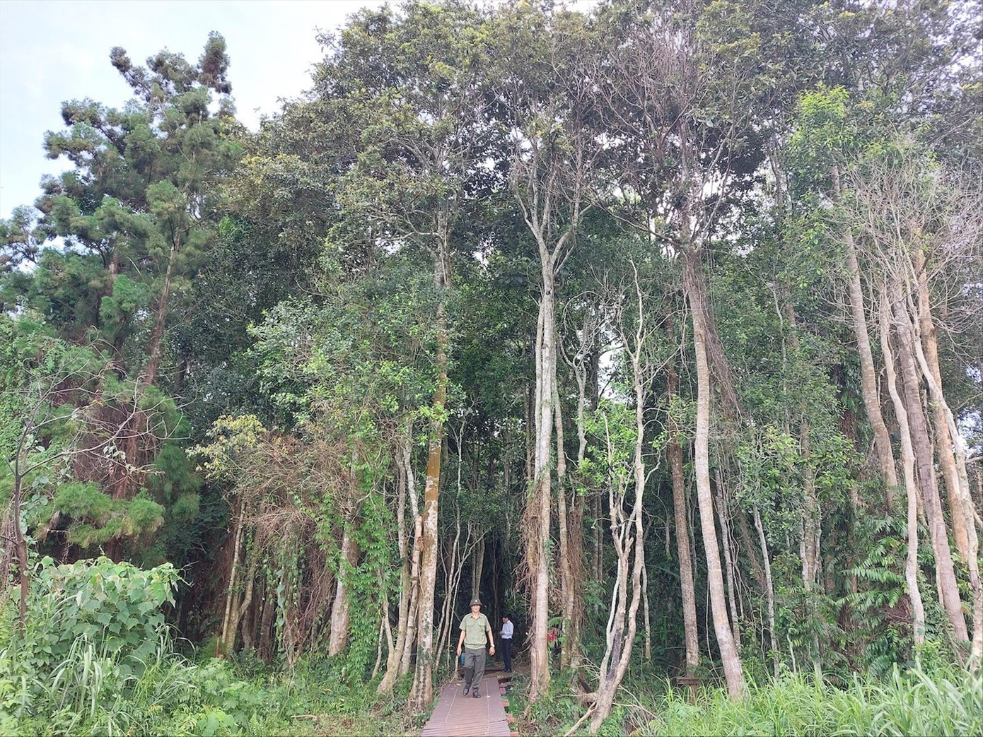 Quần thể thủy tùng ở xã Ea Ral, huyện Ea H’leo