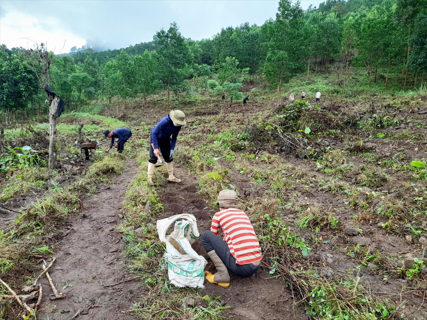 Dọn thực bì để trồng cây dược liệuẢnh: T.Q