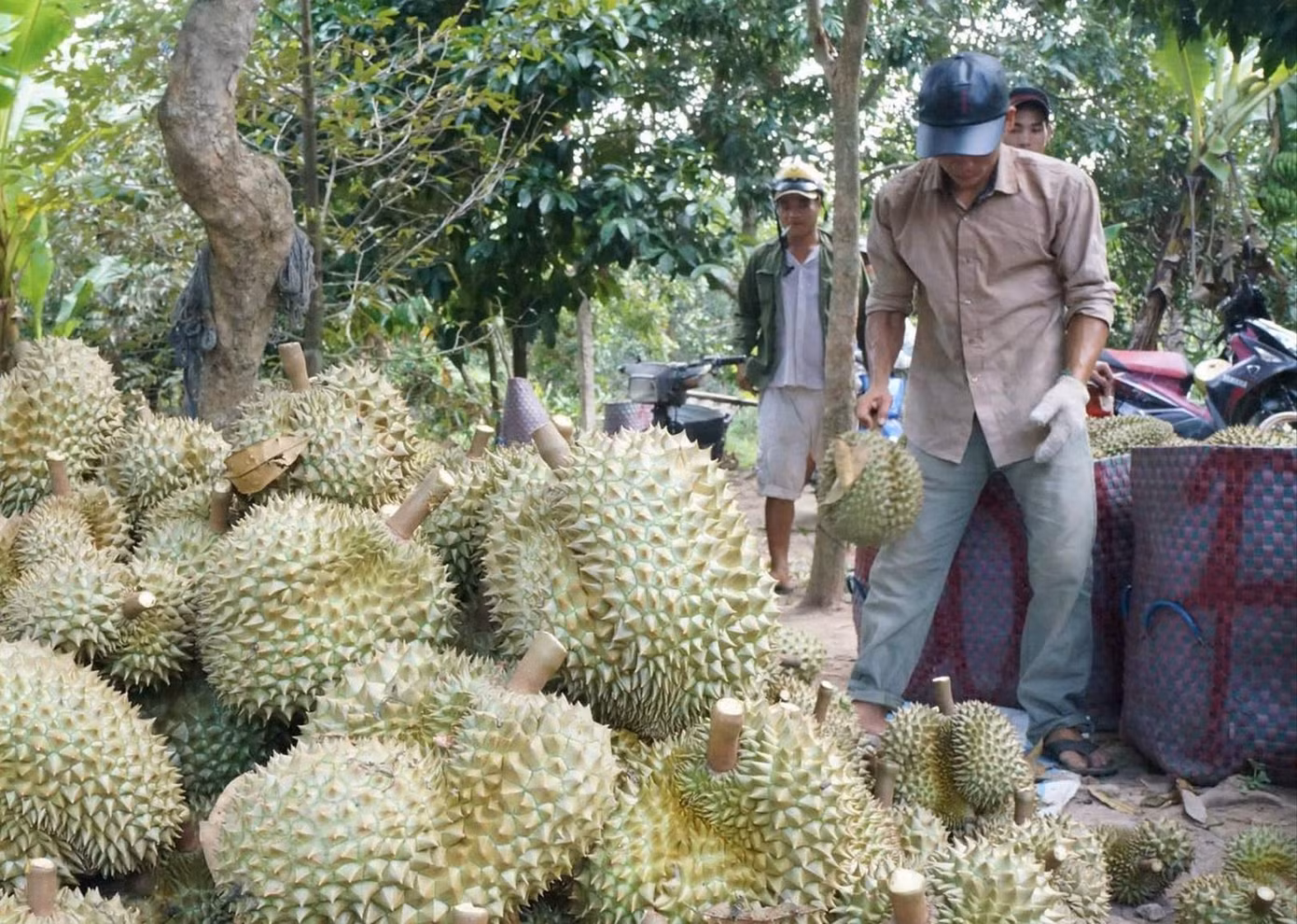 Sầu riêng bị phát hiện tồn dư chất cadimi là hồi chuông cảnh báo việc kiểm soát chất lượng sản phẩm. Sầu riêng bị phát hiện tồn dư chất cadimi là hồi chuông cảnh báo việc kiểm soát chất lượng sản phẩm.