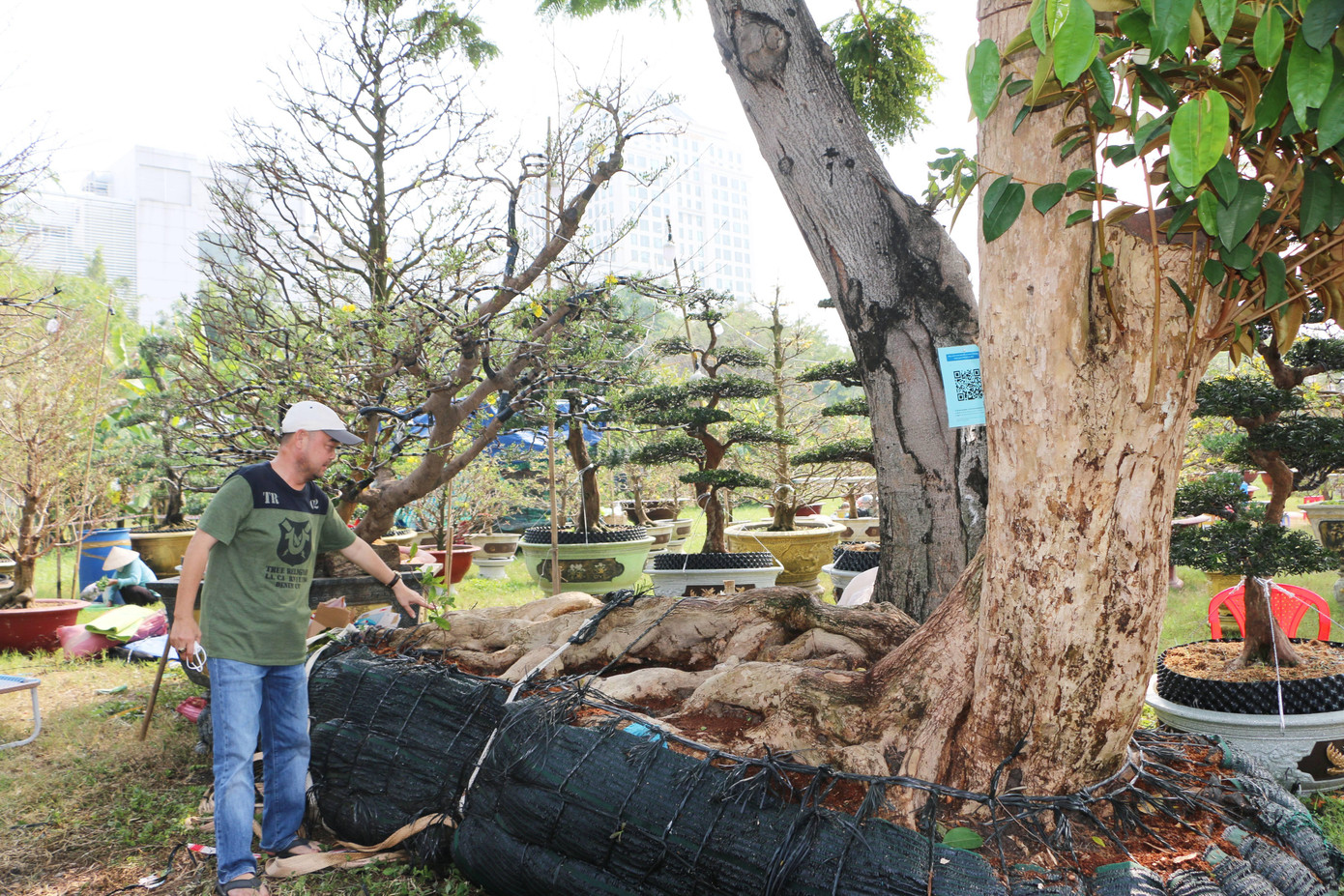 Cây vú sữa dáng nàng tiên cá được ra giá 350 triệu đồng tại chợ hoa xuân Phú Mỹ Hưng. Ảnh: Hữu Huy