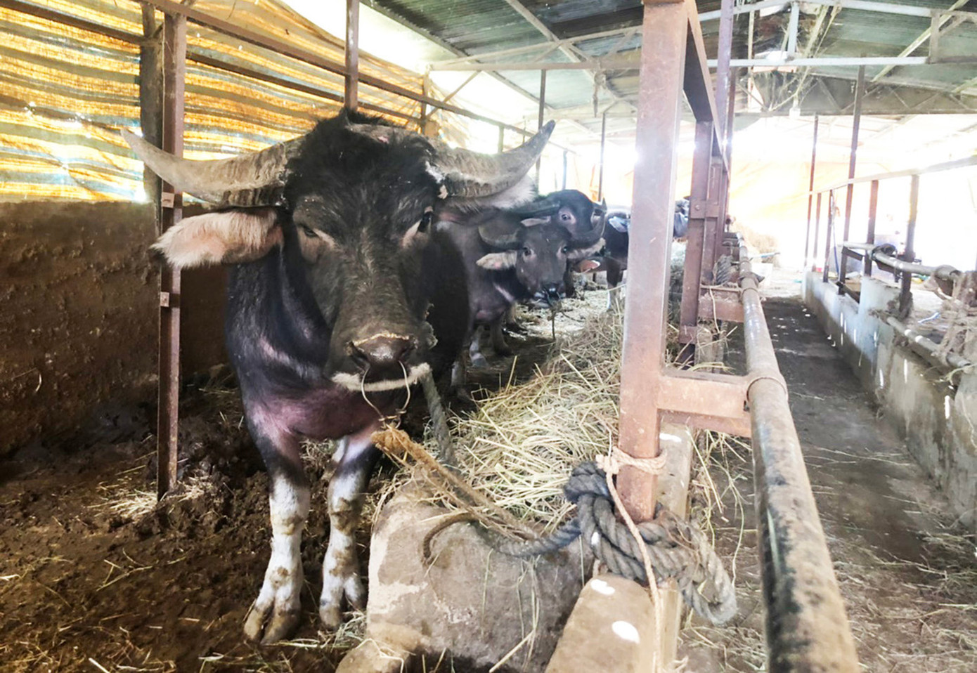 Đưa trâu bán hoang dã về nuôi nhốt trong chuồng