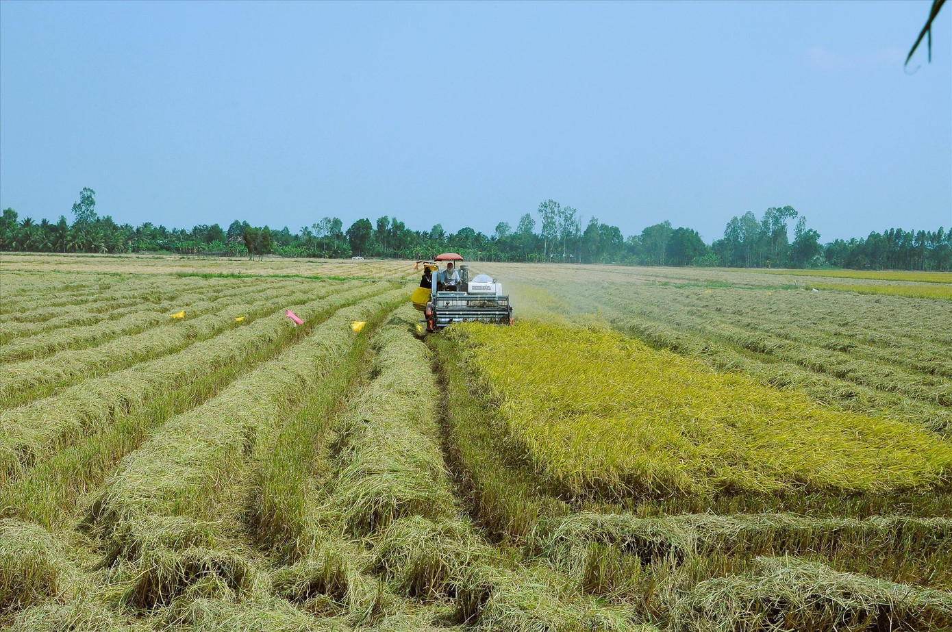 Theo đề án, đến năm 2030, vùng ĐBSCL có 1 triệu héc ta lúa chất lượng cao. Ảnh: Cảnh Kỷ