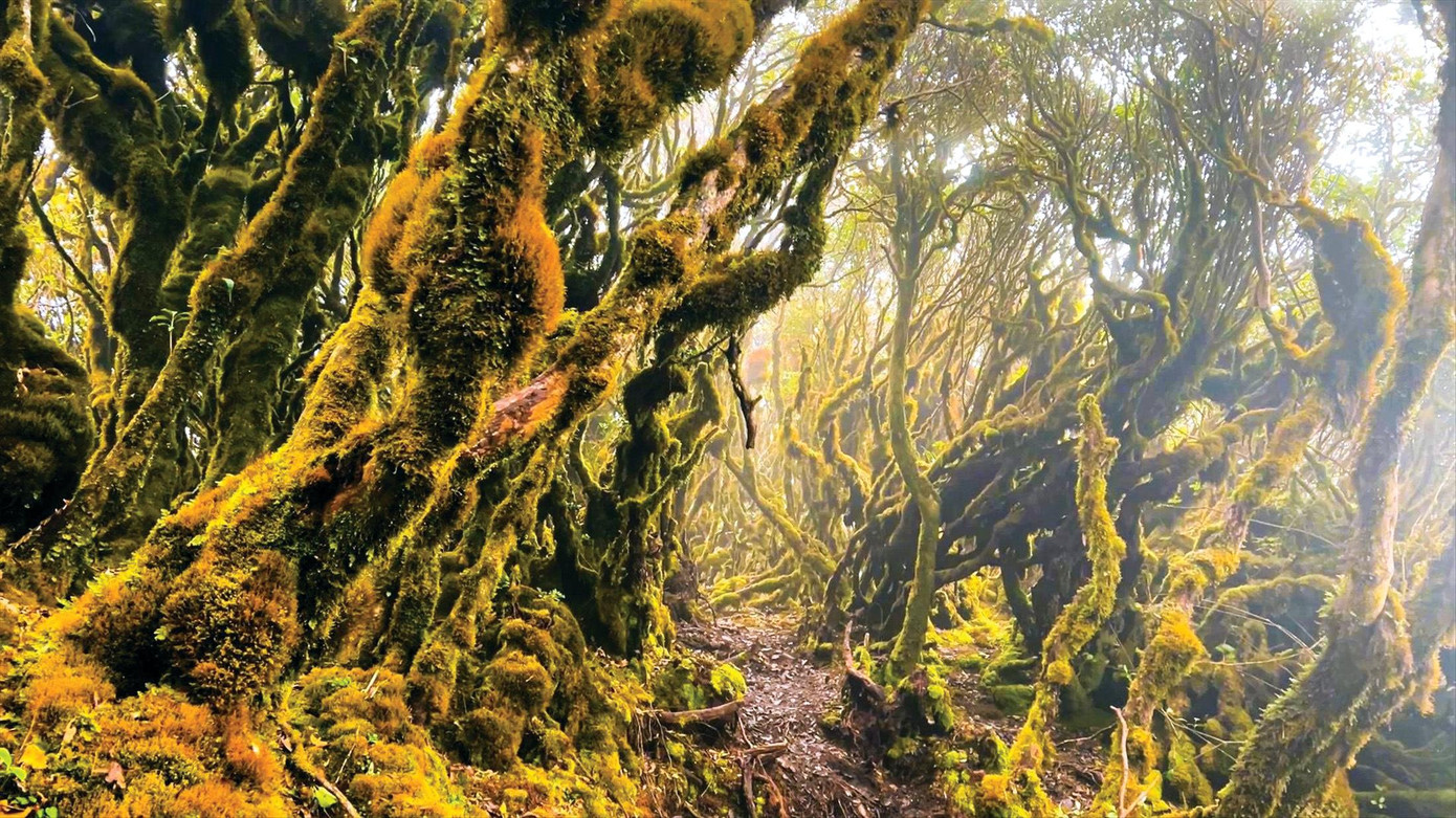 Khu rừng rêu đỏ đẹp như trong miền cổ tích trên đỉnh Tà Xùa. Ảnh: PV