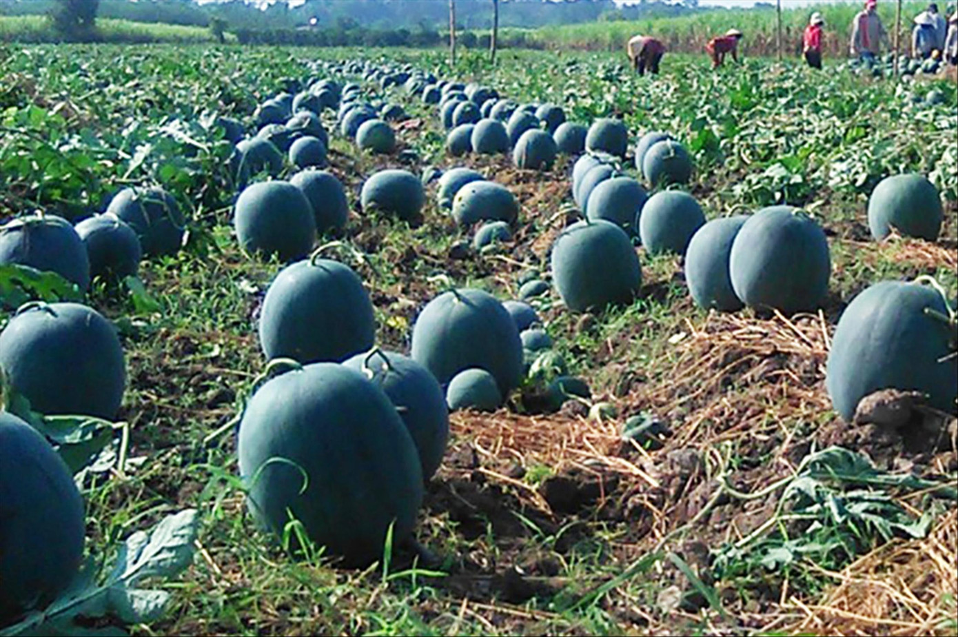 Loại dưa hấu tròn được trồng nhiều ở Lâm Đồng Loại dưa hấu tròn được trồng nhiều ở Lâm Đồng