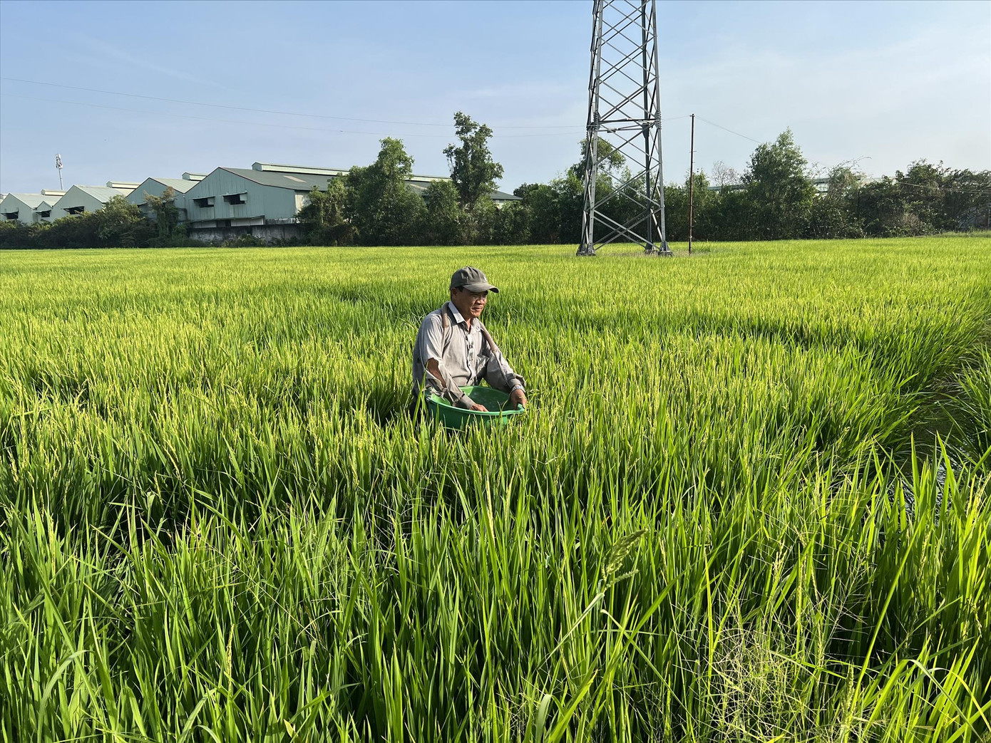 Ông Huỳnh Thanh Dũng nối nghiệp làm lúa của ông bà trên khu đất quy hoạch Ông Huỳnh Thanh Dũng nối nghiệp làm lúa của ông bà trên khu đất quy hoạch