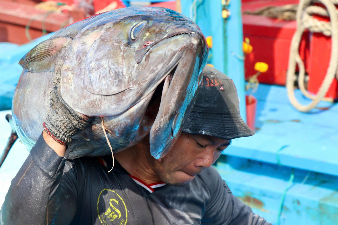 Ngư dân phấn khởi khi trúng mùa cá ngừ đại dương Ngư dân phấn khởi khi trúng mùa cá ngừ đại dương