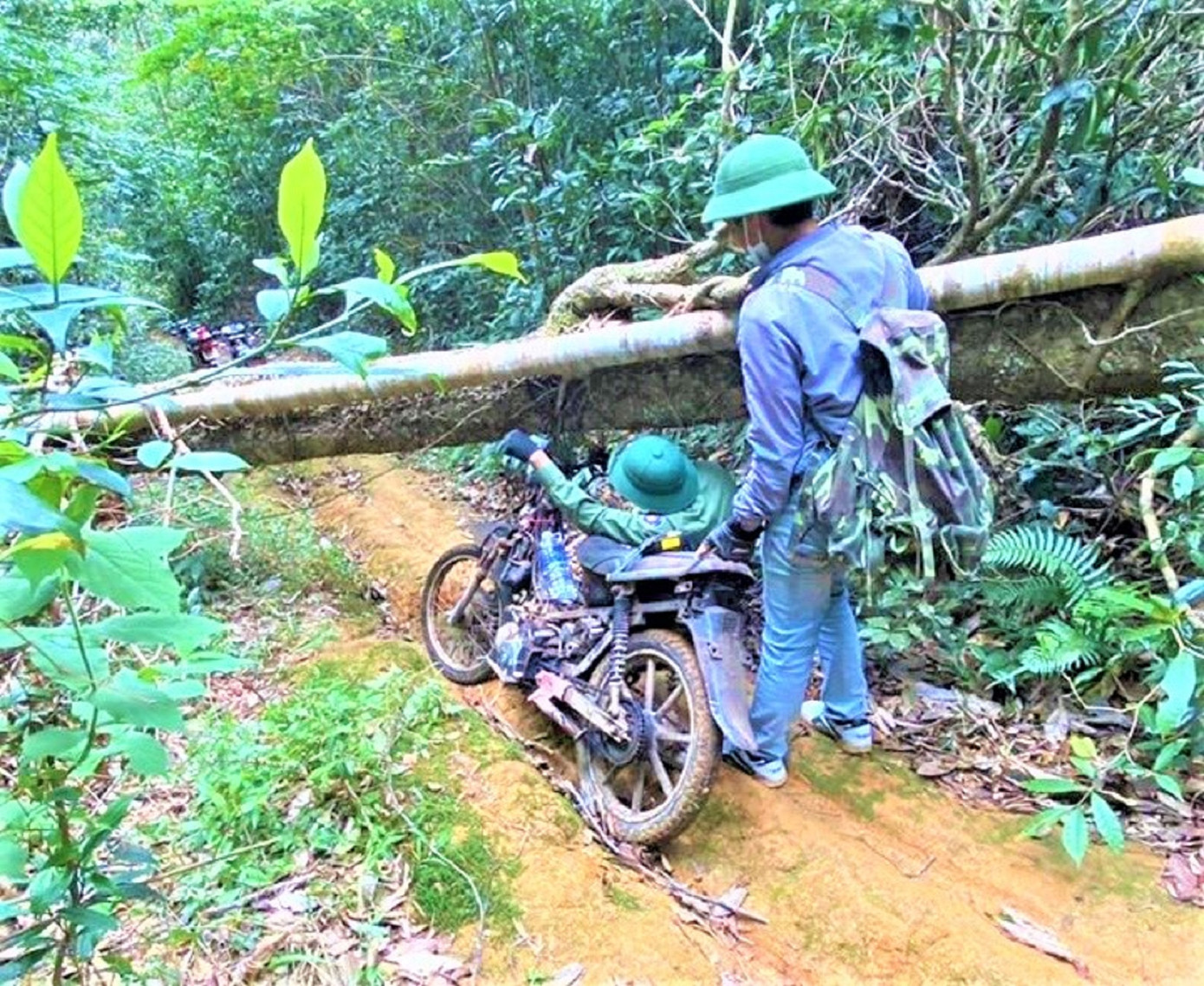 Cây chắn ngang đường, người giữ rừng phải luồn người đi qua Cây chắn ngang đường, người giữ rừng phải luồn người đi qua