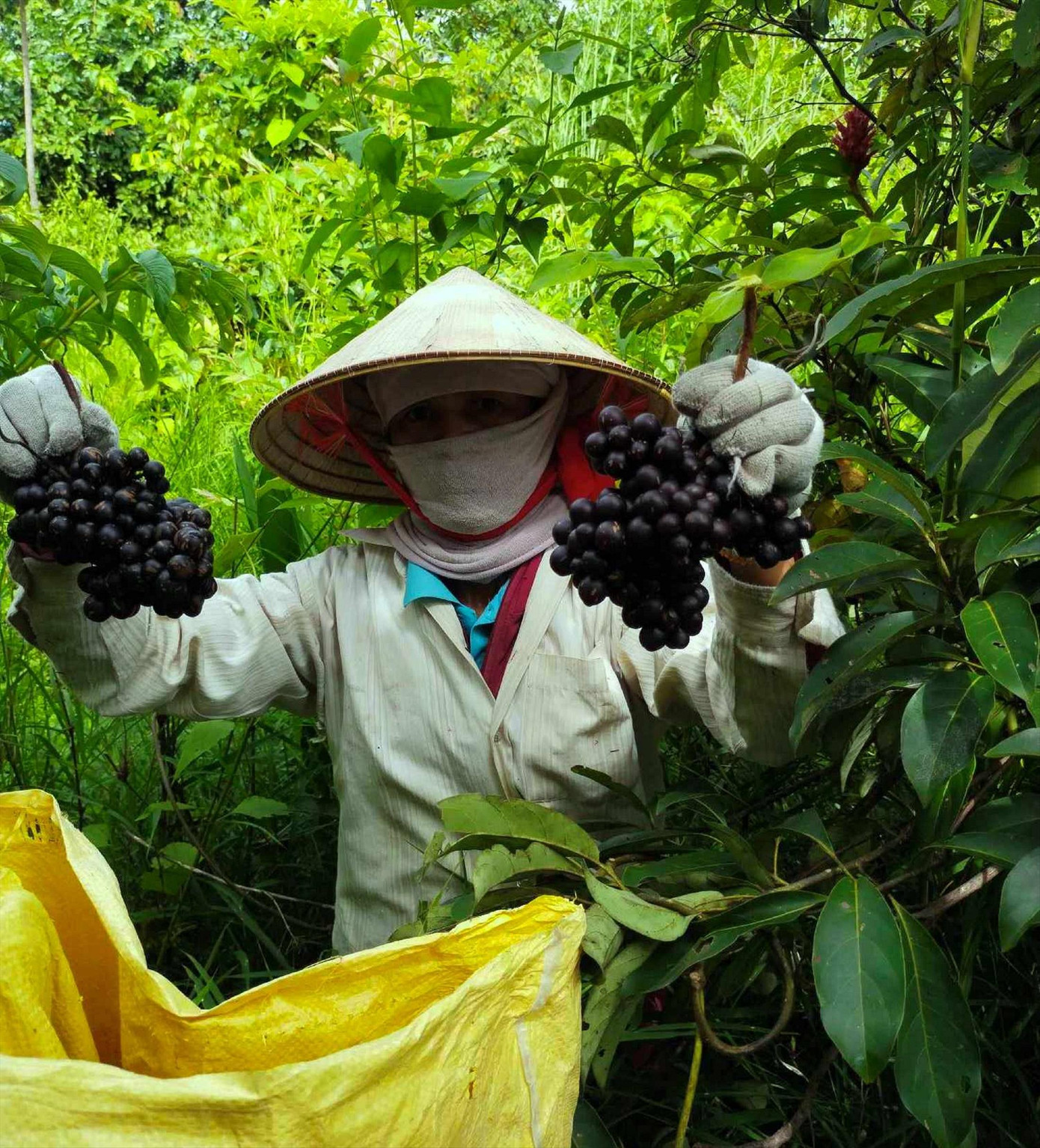 Chị Hiền đang hái nho rừng.