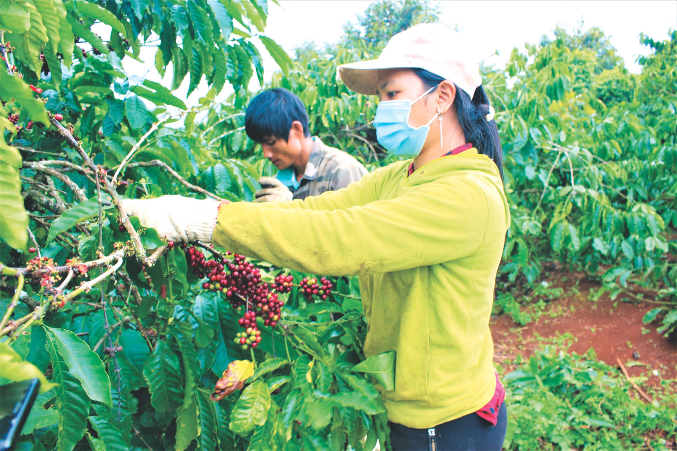 Nông dân Đắk Lắk thu hoạch cà phê.