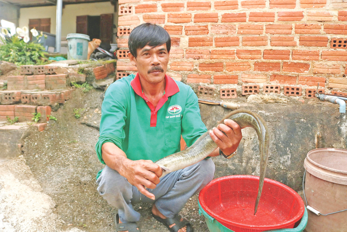 Ông Đoàn bán trên 3 tấn cá chình mỗi năm Ông Đoàn bán trên 3 tấn cá chình mỗi năm