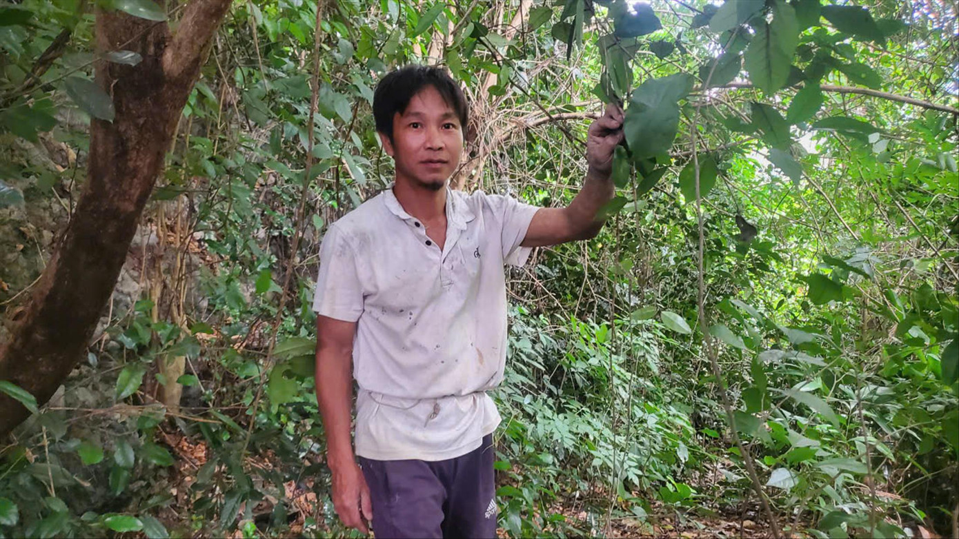 Anh Lê Văn Bảy (thôn Tân Hiệp, xã Thanh Hoà, huyện Như Xuân) tại khu rừng hơn 40 ha của gia đình trông coi, bảo vệ. Đầu năm 2024, gia đình anh nhận được gần 6 triệu đồng nhờ bán tín chỉ carbon