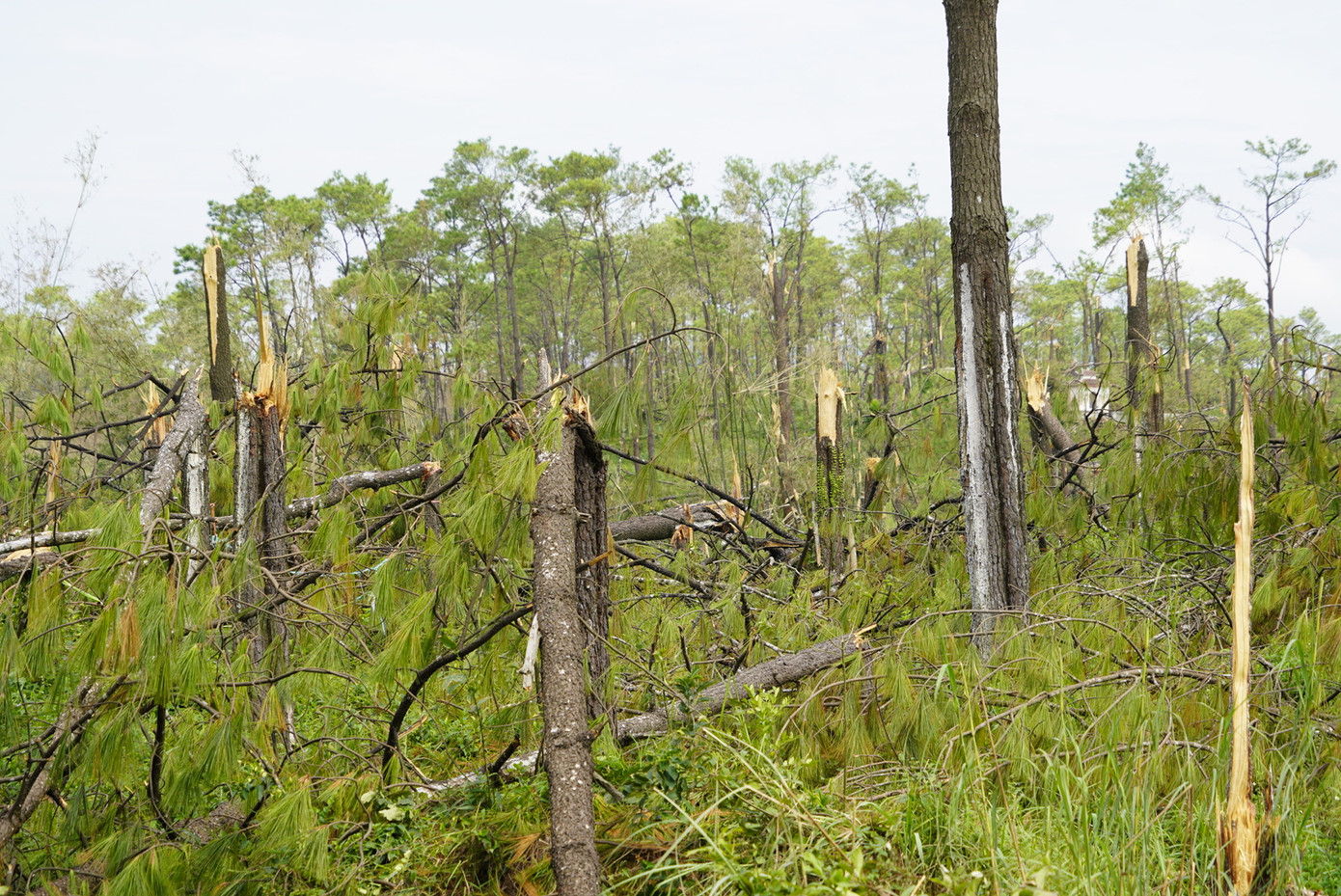 Bão quật gãy ngang những rừng cây đang đến độ thu hoạch. Bão quật gãy ngang những rừng cây đang đến độ thu hoạch.