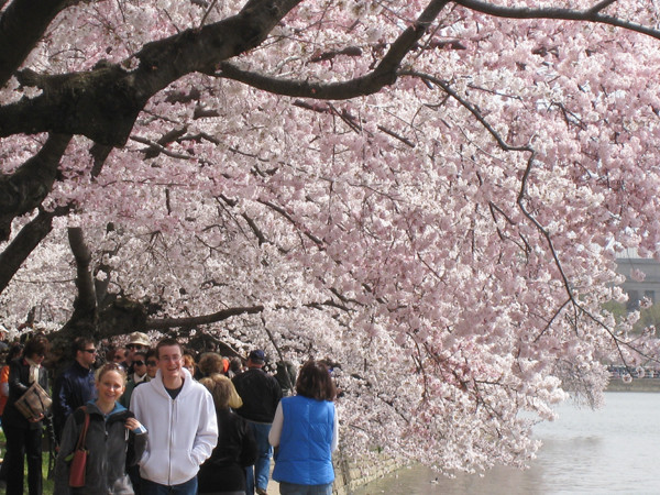 Nhiều người đi dạo dưới tán hoa anh đào. Nhiều người đi dạo dưới tán hoa anh đào
