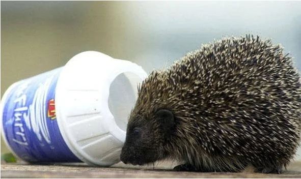 Các em nhím kiểng hay kẹt đầu vào đây lắm!