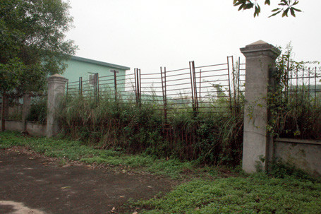 Tường rào Công ty Ngân Giang cỏ phủ kín