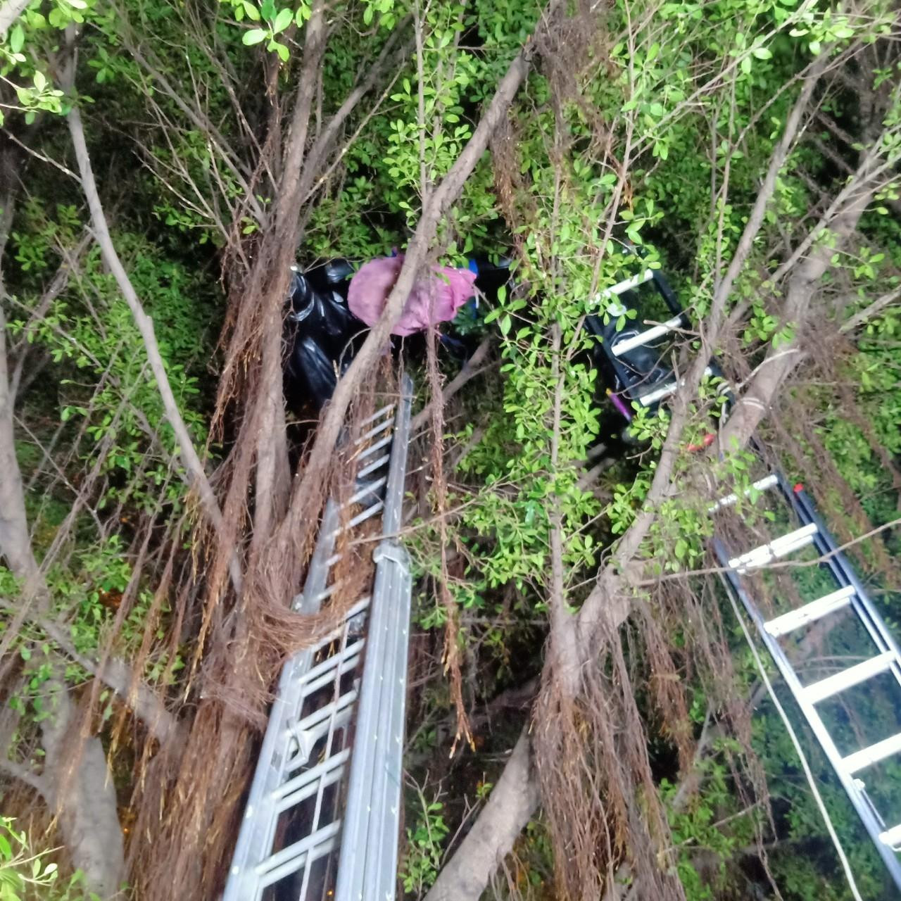 Lực lượng chức năng triển khai hai hướng thang để tiếp cận tổ ong. Lực lượng chức năng triển khai hai hướng thang để tiếp cận tổ ong.