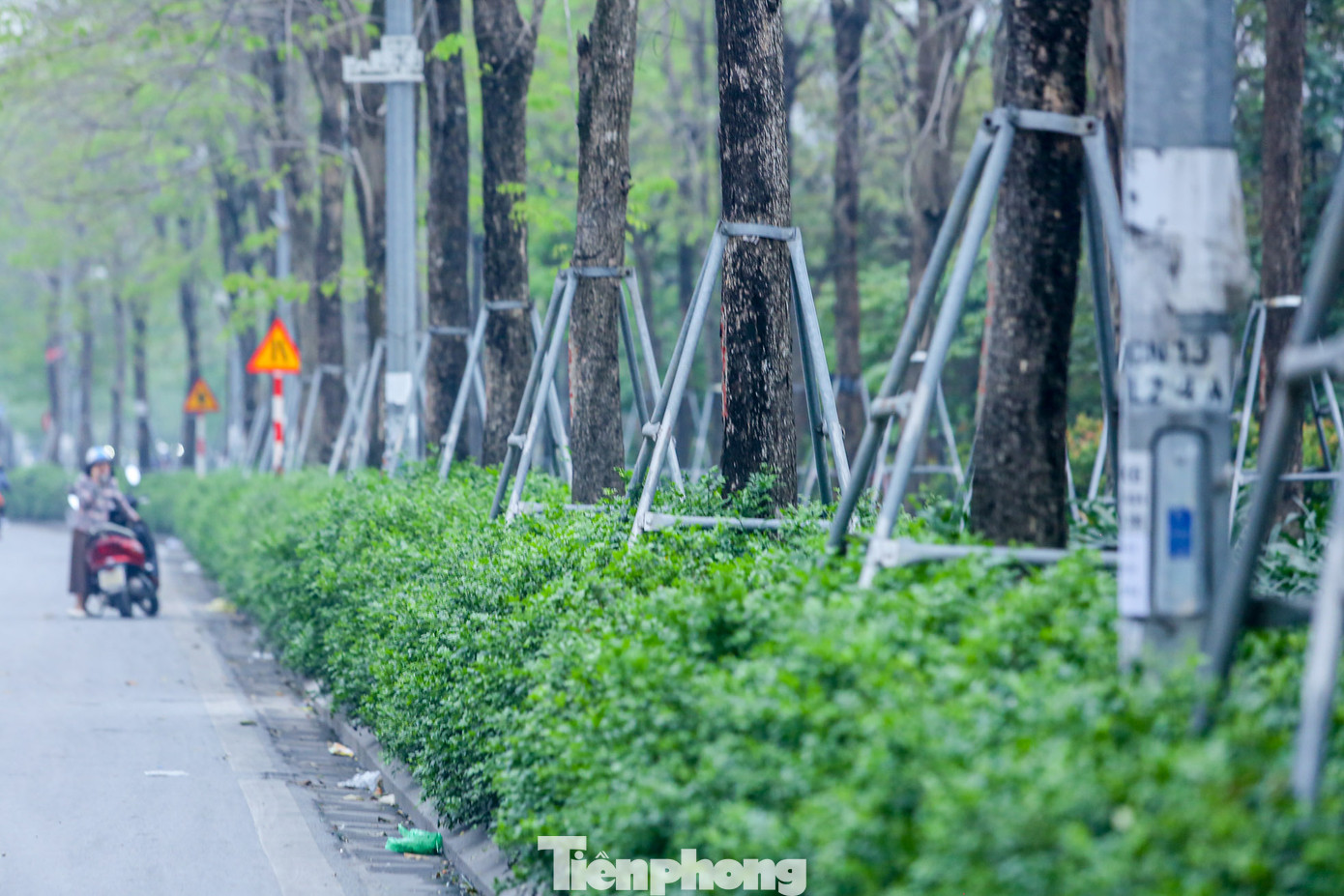 Hàng cây xanh khu vực công viên Hòa Bình là điểm nhấn cho đường Phạm Văn Đồng (Bắc Từ Liêm, Hà Nội) cũng trong tình trạng tương tự.