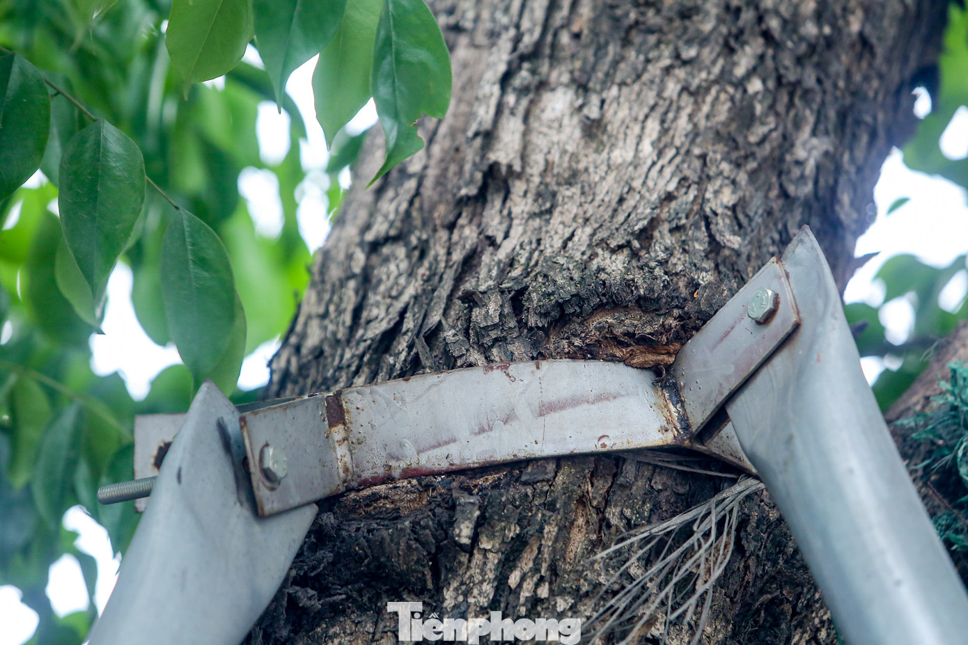 Những vòng sắt đang siết sâu vào thân cây, tạo thành những rãnh lớn sứt sẹo