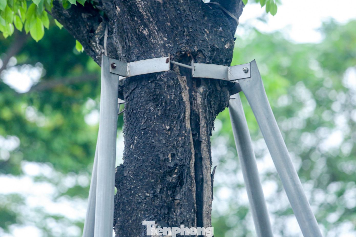 Hàng cây được chống đỡ bằng cột sắt cao khoảng 2m giúp cây phát triển theo chiều thẳng đứng, tránh gãy đổ khi gặp thời tiết xấu. Tuy nhiên, vòng chống đỡ này đang siết chặt vào thân khi cây ngày càng lớn.