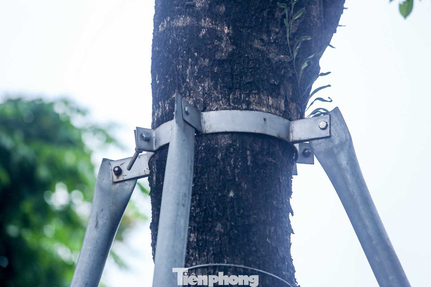 Các vòng sắt ôm chặt thân cây, in hằn vết sâu dường như đang bóp nghẹt sự phát triển của hàng cây xanh này.