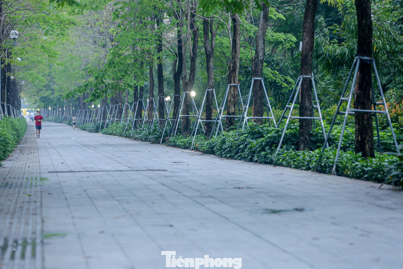 Hàng cây này phát triển tốt tạo ra không gian xanh đẹp mắt và bóng mát cho người đi bộ.