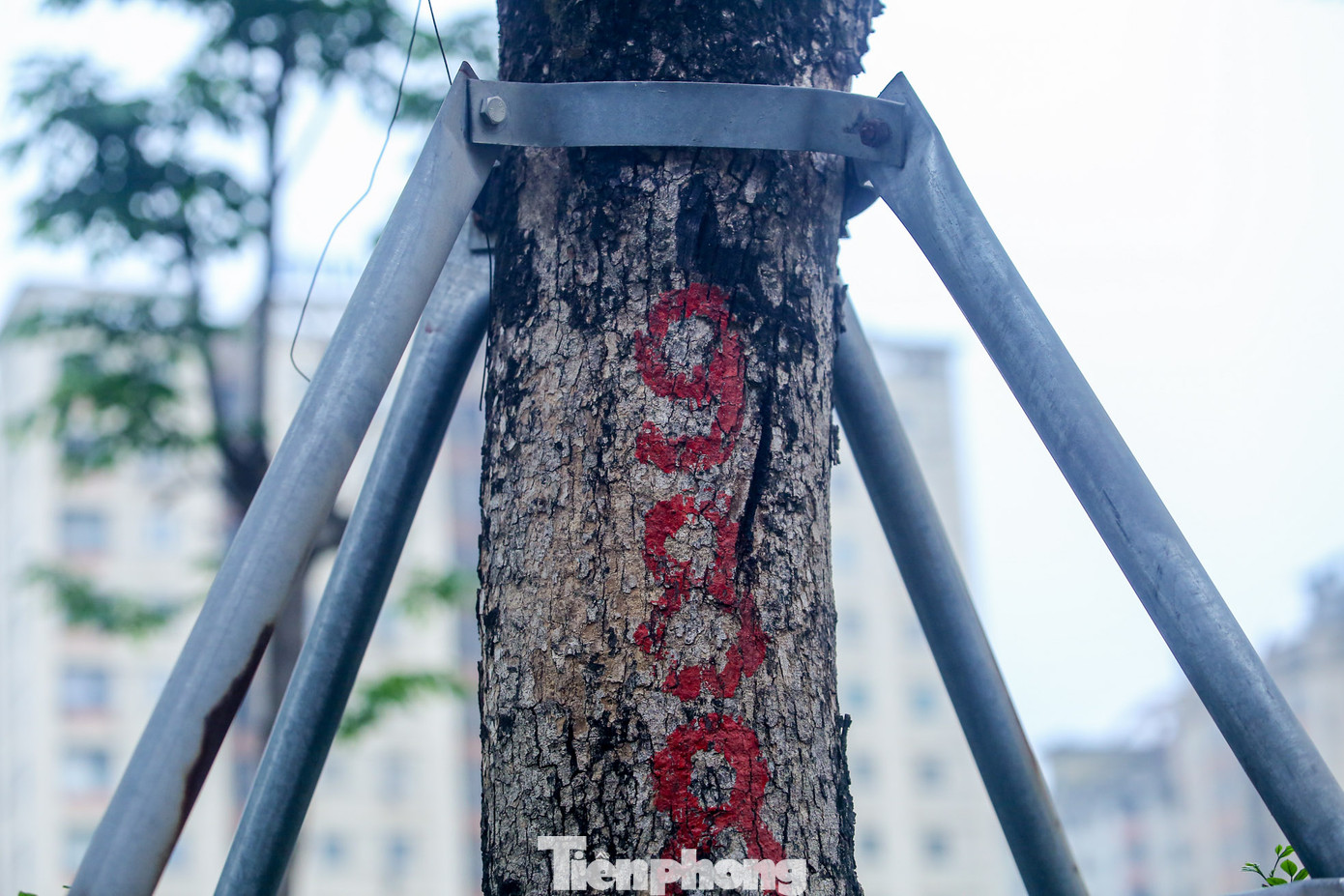 Toàn bộ các cây được trồng ở dọc tuyến Phạm Văn Đồng cách đều chưa được gỡ hay nới vòng sắt và gậy chống, dù đã phát triển cao lớn.