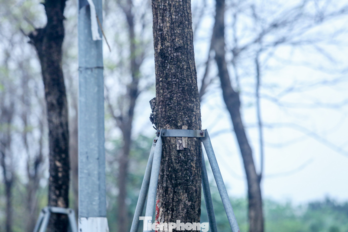 Có cây đang bị tổn thương nghiêm trọng, khó có thể phát triển được nhiều