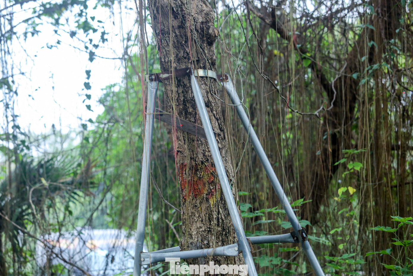 Việc không tháo những vòng sắt, sẽ khiến cây có nguy cơ gãy ngang thân khi gặp gió bão.