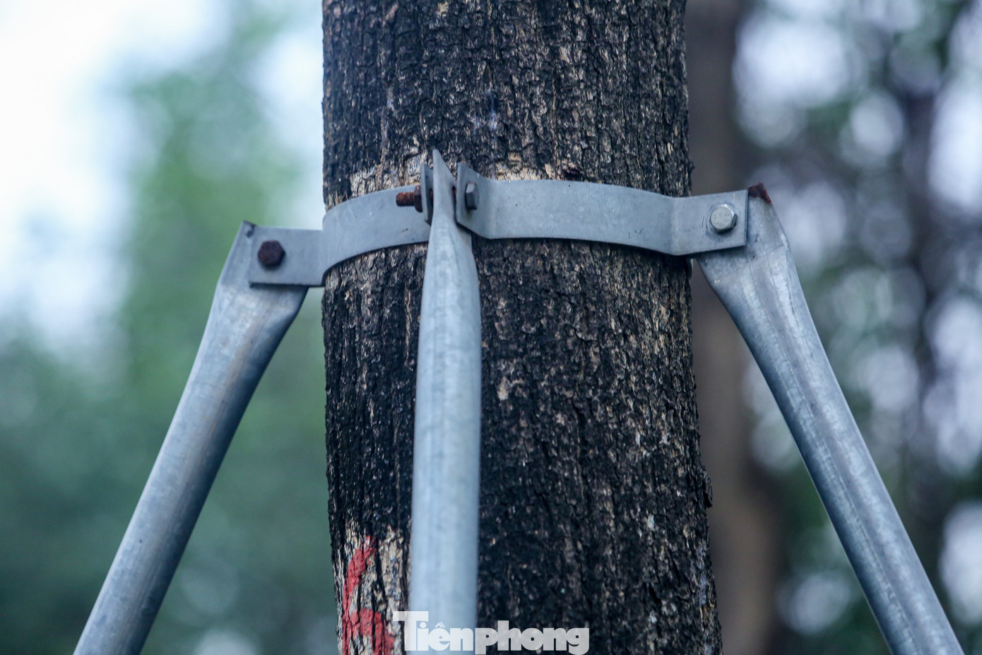 Thế nhưng, chúng đang bị những khung sắt bóp chặt.