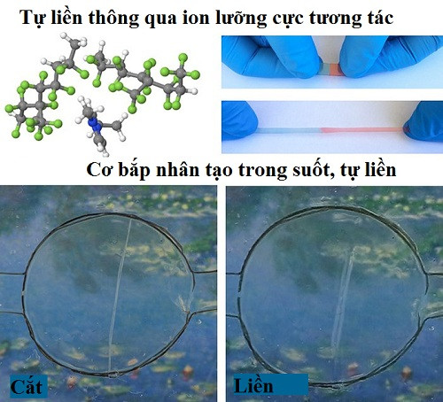 Mỹ chế tạo vật liệu tự vá liền như da thịt người sói ảnh 1