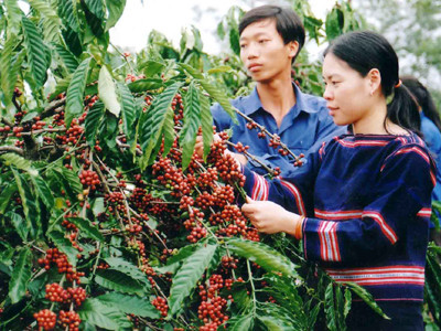 Thu hoạch cà phê ở Hà Mòn