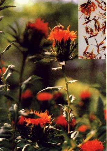 Hồng hoa tác dụng hoạt huyết, là vị thuốc trị chứng bốc hỏa kèm theo kinh nguyệt bế tắc, mặt nổi mụn, chân tay nặng nề..