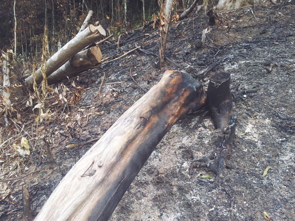 Cây gỗ to bị đốn hạ