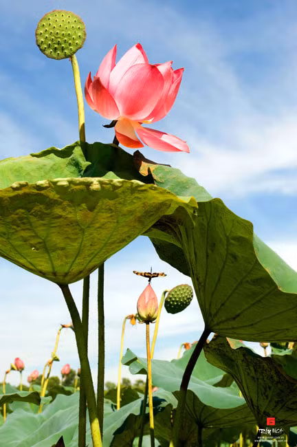 Sen của Trần Bích