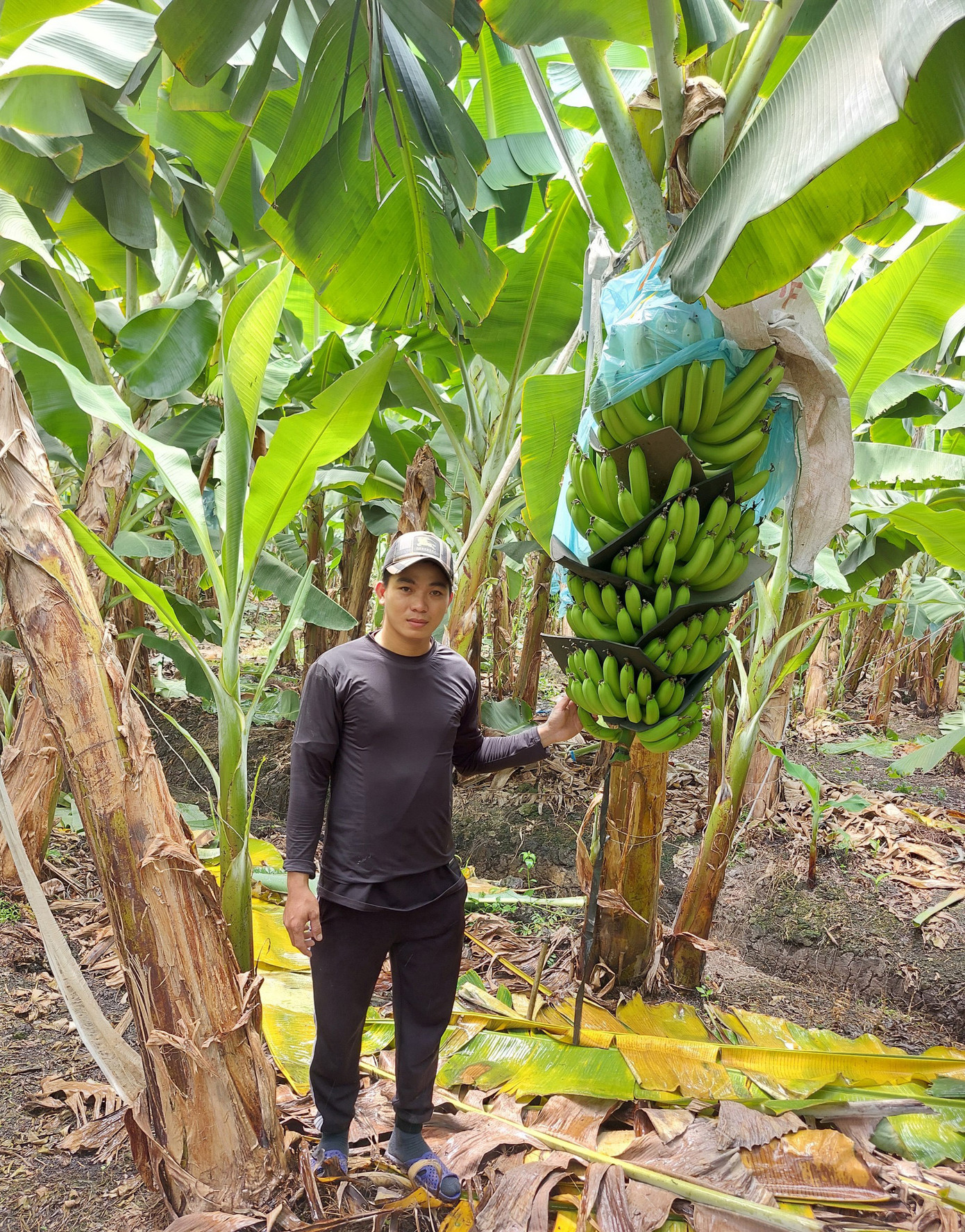 Chuối già Nam Mỹ chuẩn bị thu hoạch tại vườn của anh Lê Thành Nhân, một nông dân trẻ xã Tân Thành, huyện Mộc Hóa, tỉnh Long An).