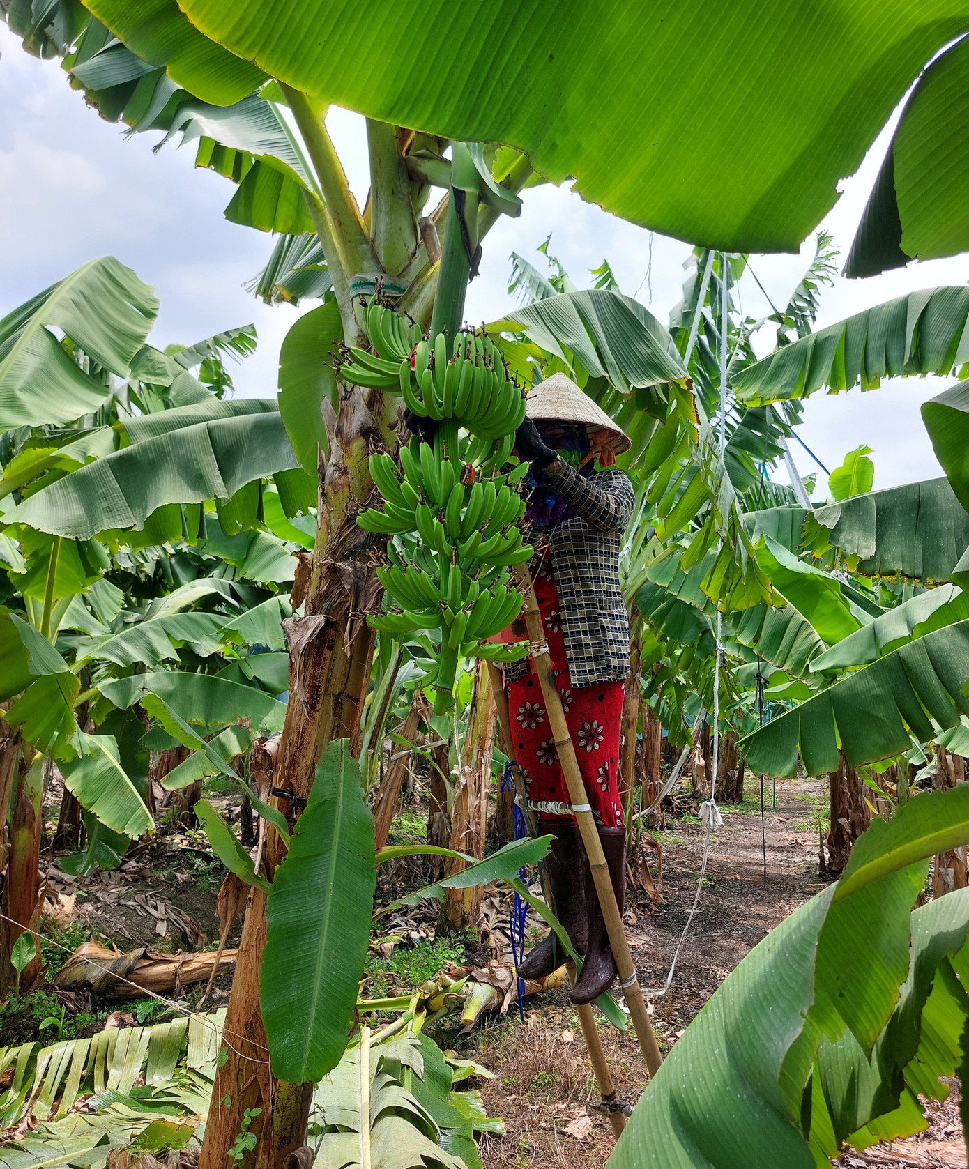 Chi phí đầu tư ban đầu cho 1ha chuối già Nam Mỹ khoảng 450 triệu đồng.