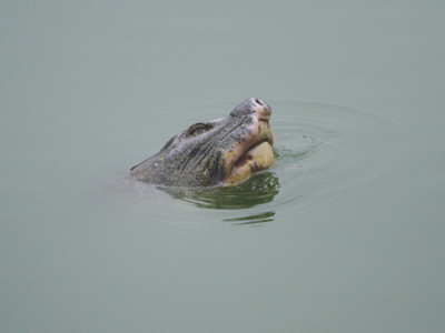 Đưa cụ Rùa lên Tháp Rùa chữa trị