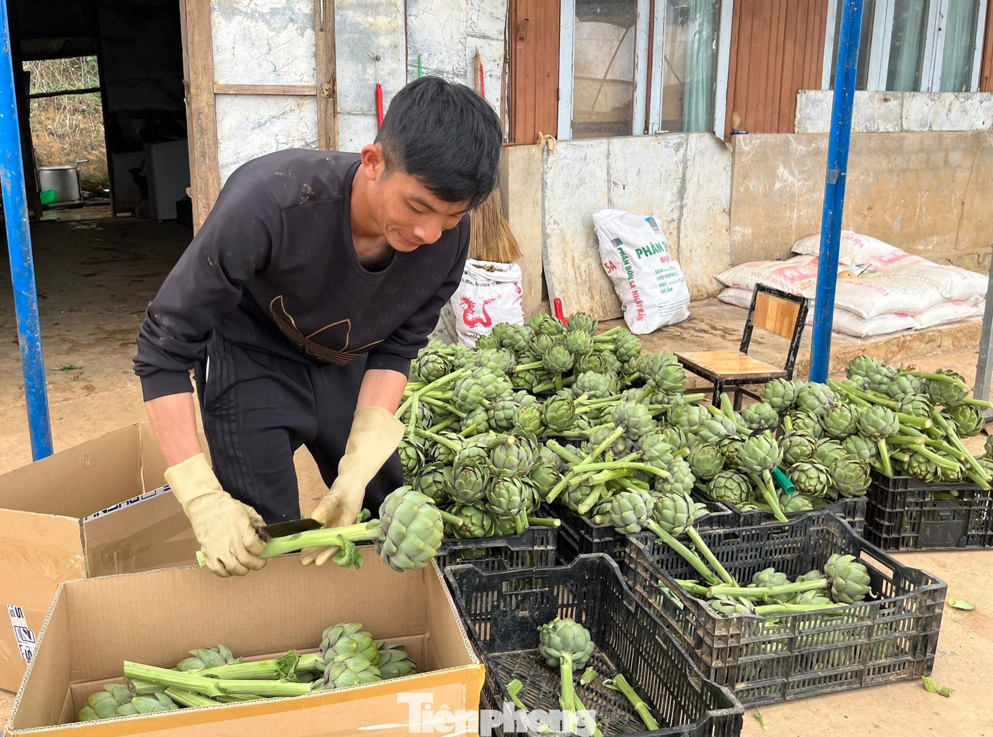 Theo anh Nguyễn Thế Hoàng (người trồng Atiso ở xã Tà Nung, thành phố Đà Lạt), trước đây thảo dược này trồng ở nhiều vùng nhưng nhiều nhất ở làng hoa Thái Phiên (phường 12, thành phố Đà Lạt) do có điều kiện thời tiết, thổ nhưỡng tốt. Hiện nhiều vùng khác tại Đà Lạt như: Tà Nung, Vạn Thành… đã được người dân trồng Atiso thay thế cho nhiều loài hoa khác vì nó có giá trị kinh tế cao. Giá bán thảo dược này tại các chợ Đà Lạt từ 110 - 150 nghìn đồng/kg, tuỳ theo chủng loại và theo mùa.