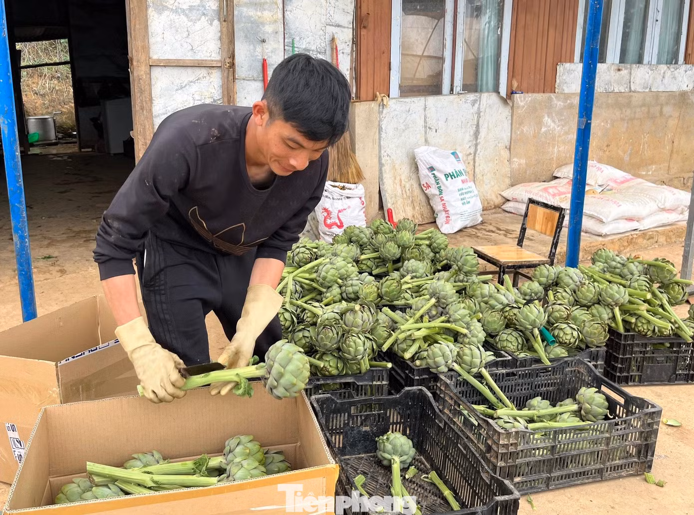 Theo anh Nguyễn Thế Hoàng (người trồng Atiso ở xã Tà Nung, thành phố Đà Lạt), trước đây thảo dược này trồng ở nhiều vùng nhưng nhiều nhất ở làng hoa Thái Phiên (phường 12, thành phố Đà Lạt) do có điều kiện thời tiết, thổ nhưỡng tốt. Hiện nhiều vùng khác tại Đà Lạt như: Tà Nung, Vạn Thành… đã được người dân trồng Atiso thay thế cho nhiều loài hoa khác vì nó có giá trị kinh tế cao. Giá bán thảo dược này tại các chợ Đà Lạt từ 110 - 150 nghìn đồng/kg, tuỳ theo chủng loại và theo mùa. Theo anh Nguyễn Thế Hoàng (người trồng Atiso ở xã Tà Nung, thành phố Đà Lạt), trước đây thảo dược này trồng ở nhiều vùng nhưng nhiều nhất ở làng hoa Thái Phiên (phường 12, thành phố Đà Lạt) do có điều kiện thời tiết, thổ nhưỡng tốt. Hiện nhiều vùng khác tại Đà Lạt như: Tà Nung, Vạn Thành… đã được người dân trồng Atiso thay thế cho nhiều loài hoa khác vì nó có giá trị kinh tế cao. Giá bán thảo dược này tại các chợ Đà Lạt từ 110 - 150 nghìn đồng/kg, tuỳ theo chủng loại và theo mùa.