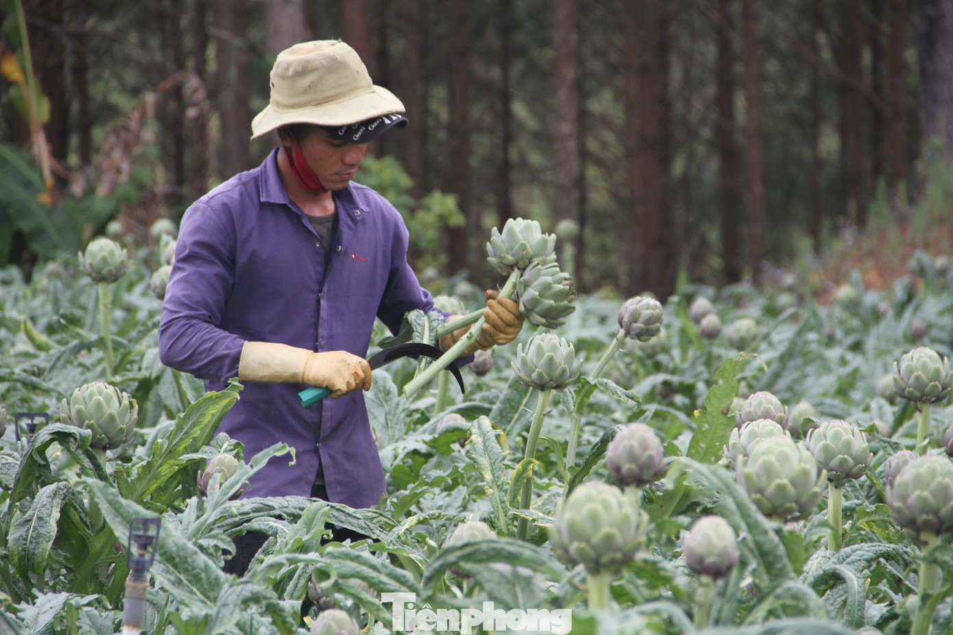 Người dân Tà Nung - Đà Lạt thu hoạch Atiso. Ảnh CÔNG HOAN.