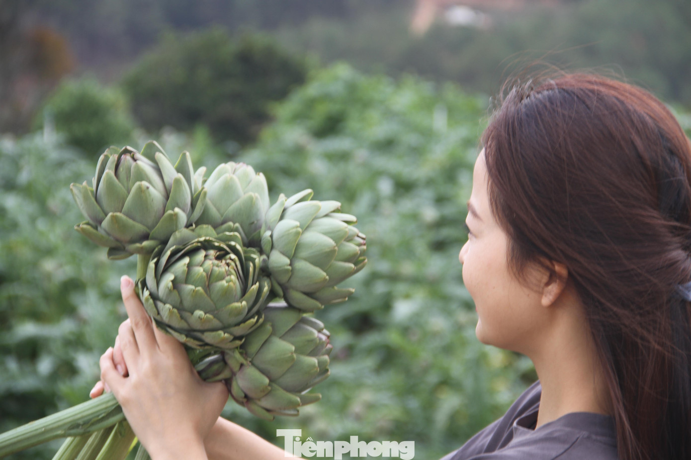 Người dân thu hoạch hoa Atiso lúc nụ hoa vừa lớn sẽ giàu chất dinh dưỡng. Ảnh CÔNG HOAN