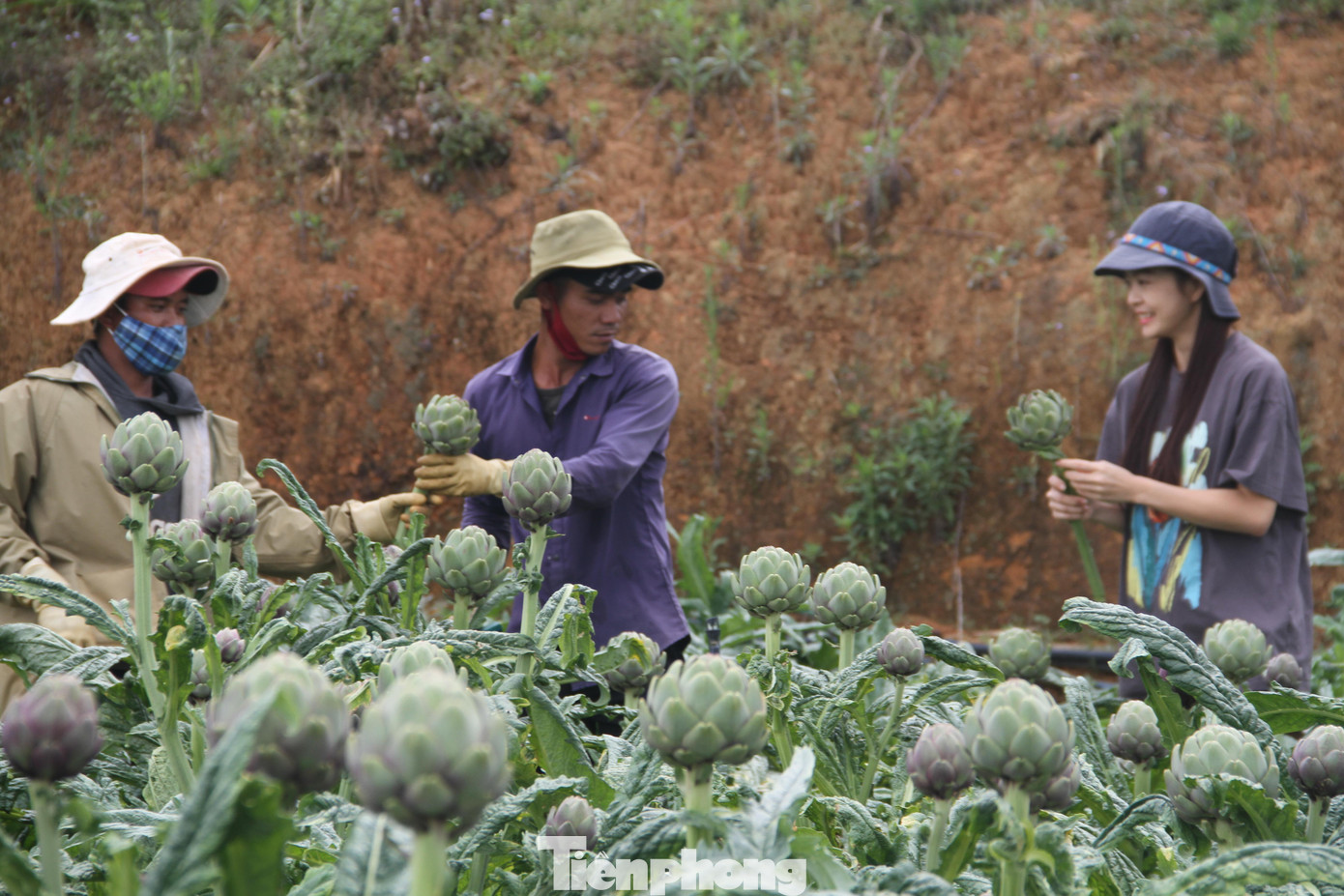 Thảo dược Atiso hiện được trồng tại nhiều vùng đất của Đà Lạt. Ảnh CÔNG HOAN.