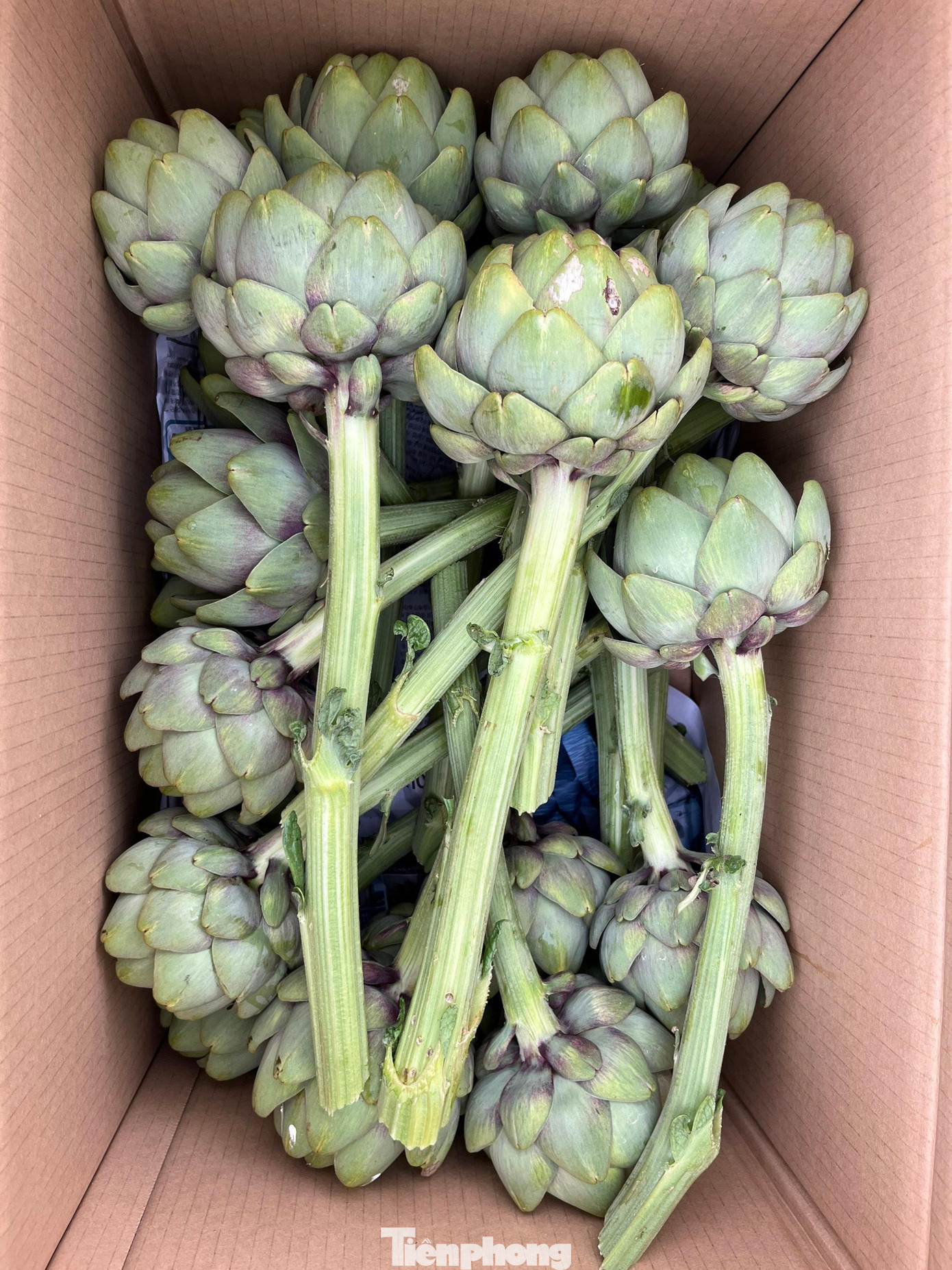 Người dân Đà Lạt đóng gói hoa Atiso đưa đi tiêu thụ. Ảnh CÔNG HOAN