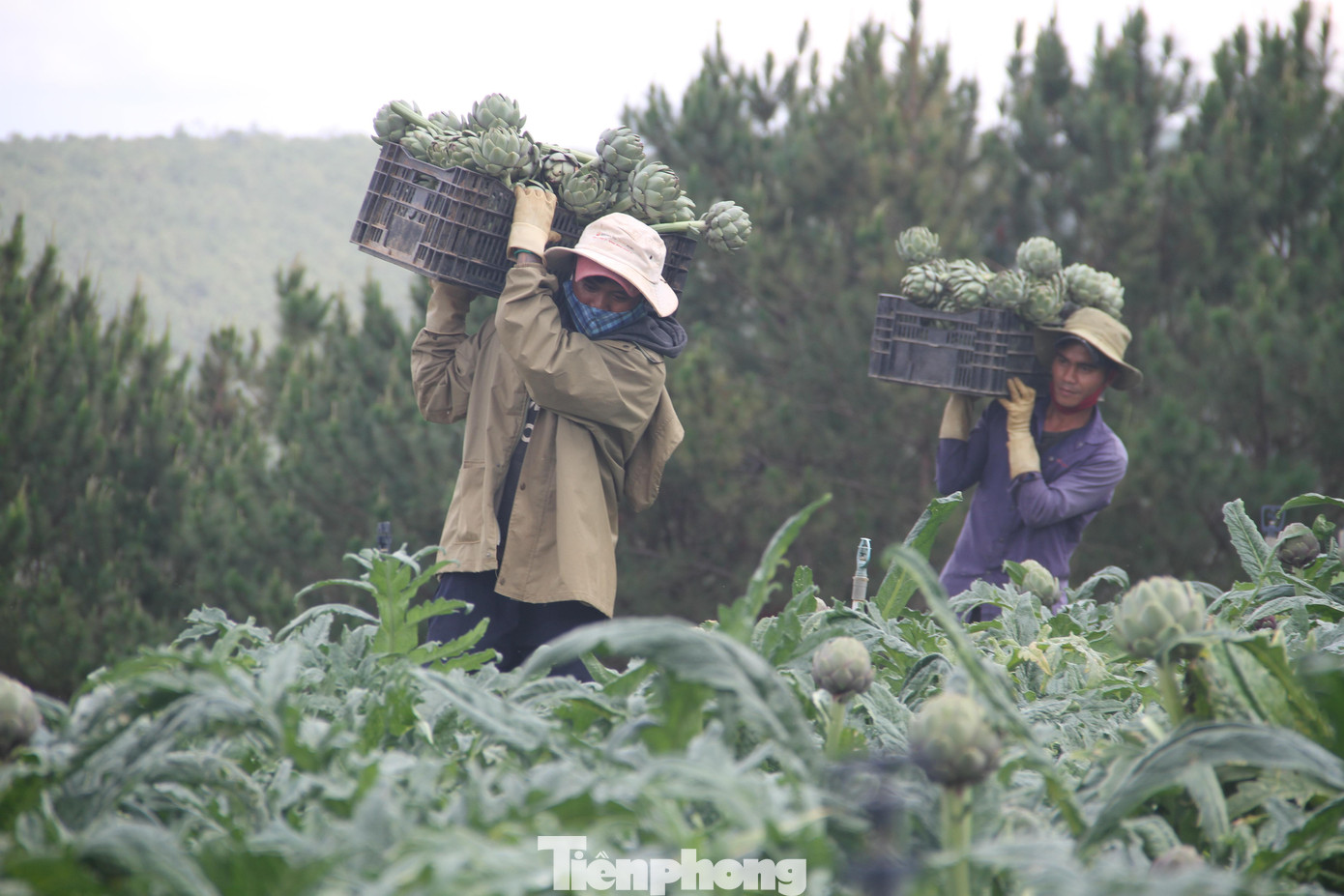 Phần lá hình trứng, mép lá có răng, khi hoa nở ở nách đơn độc không có cuống màu tím nhạt, tràng hoa màu vàng hồng hoặc tía. Người dân thu hoạch nụ hoa lúc cây vừa nhú độ lớn vừa đủ để non ăn ngon miệng.