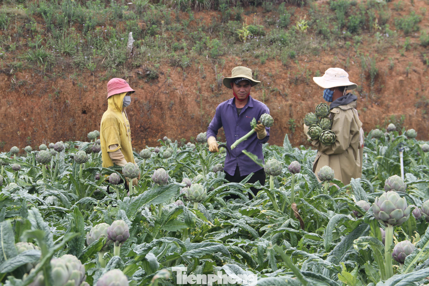 Mùa thu hoạch Atiso tại Đà Lạt bắt đầu từ tháng 1 đến tháng 3 hàng năm. Khi cây đến kỳ thu hoạch có thể cao tới 1.5 - 2 m, lá cây dài từ 50-80 cm.