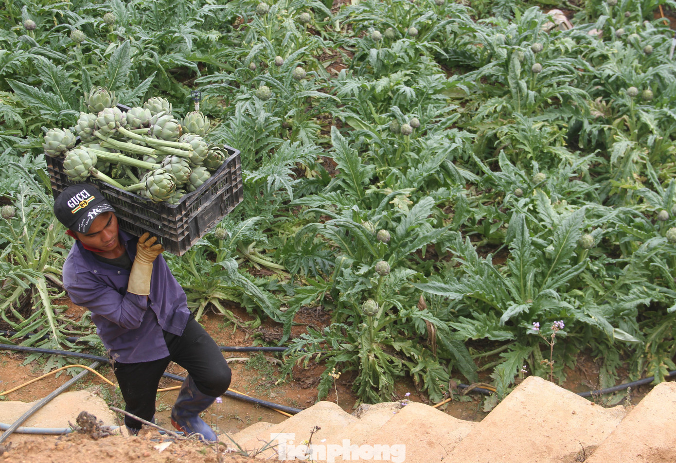 Atiso được trồng trên vùng đồi núi Đà Lạt nên dân thu hoạch rất gian nan. Ảnh CÔNG HOAN