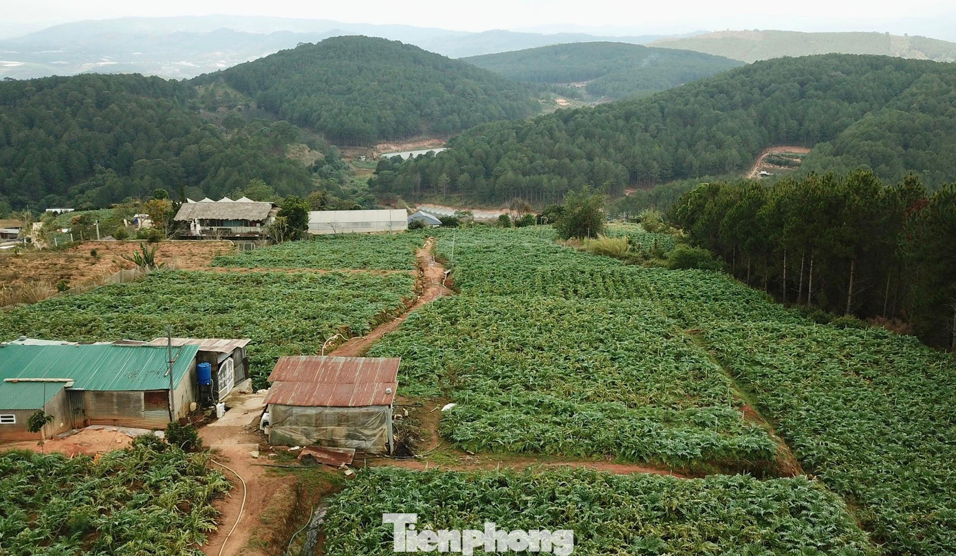 Hoa Atiso hiện được trồng tại nhiều làng hoa ở Đà Lạt. Ảnh CÔNG HOAN.